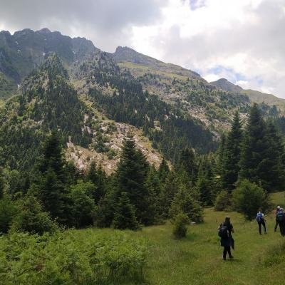 Korakas Vardousia Koryfi4