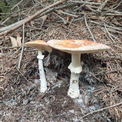 Manitarognosia Dirfy5