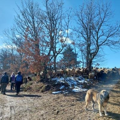 Pezoporia Monopati Dasous Karyes Parnonas20
