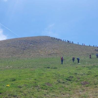 Pezoporia Xelidona Velouchi11