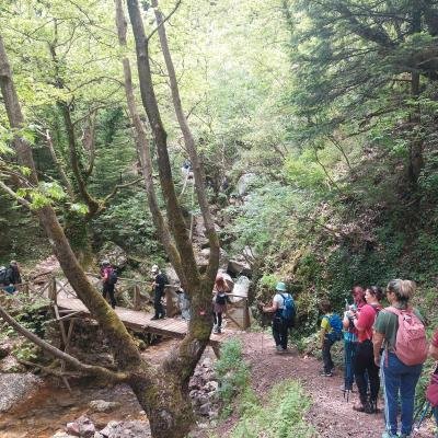 Pezoporia Xelidona Velouchi3