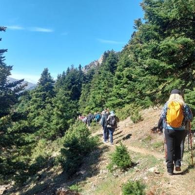 Flambouritsa Ziria Pezoporia4