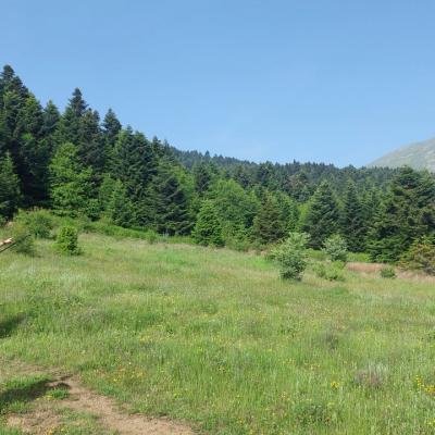 Pezoporia Evrytania Skia Kaliakouda17