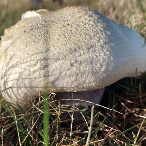 Diasxisi Grammeni Oxia Fthinoporo 16