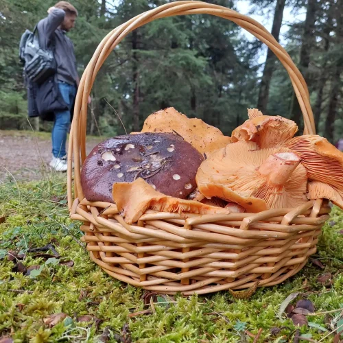 Φωτογραφία εξωφύλλου από πεζοπορική εκδρομή Κυνήγι Μανιταριών στο Μαίναλο με το BackpackOnGreece