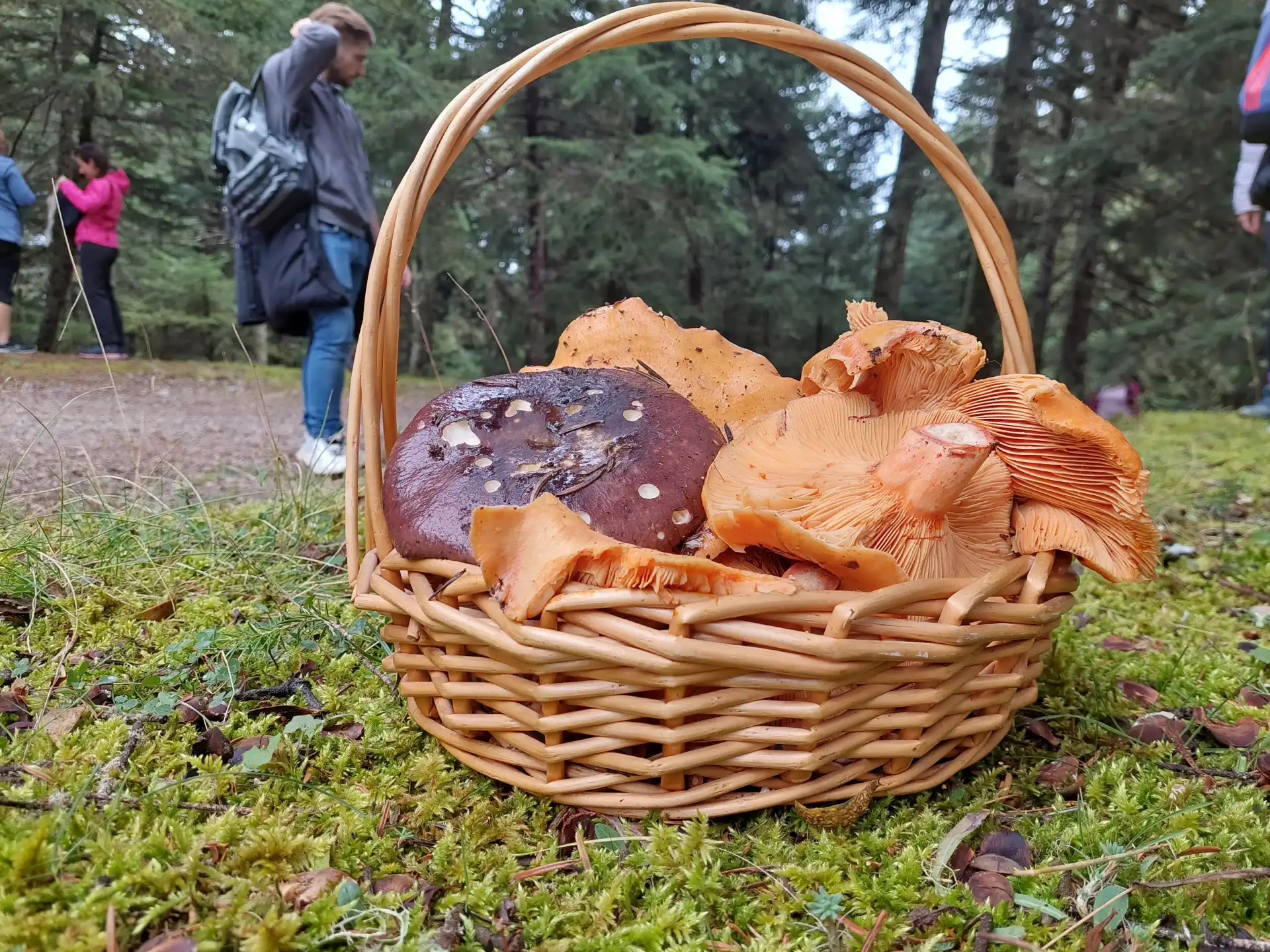 Φωτογραφία εξωφύλλου από πεζοπορική εκδρομή Κυνήγι Μανιταριών στο Μαίναλο με το BackpackOnGreece