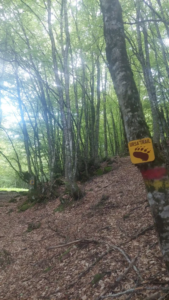 backpackongreece-image-metsovo-sta-xnaria-tis-arkoudas-2025-02