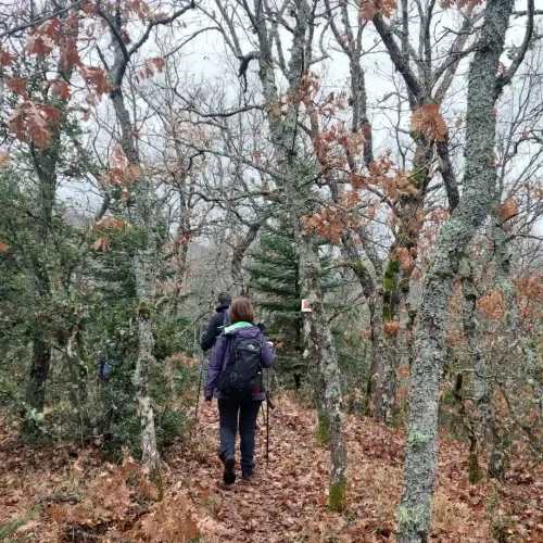 Φωτογραφία εξωφύλλου από πεζοπορική εκδρομή στο Δρυοδάσος Ρουπάκι με το BackpackOnGreece
