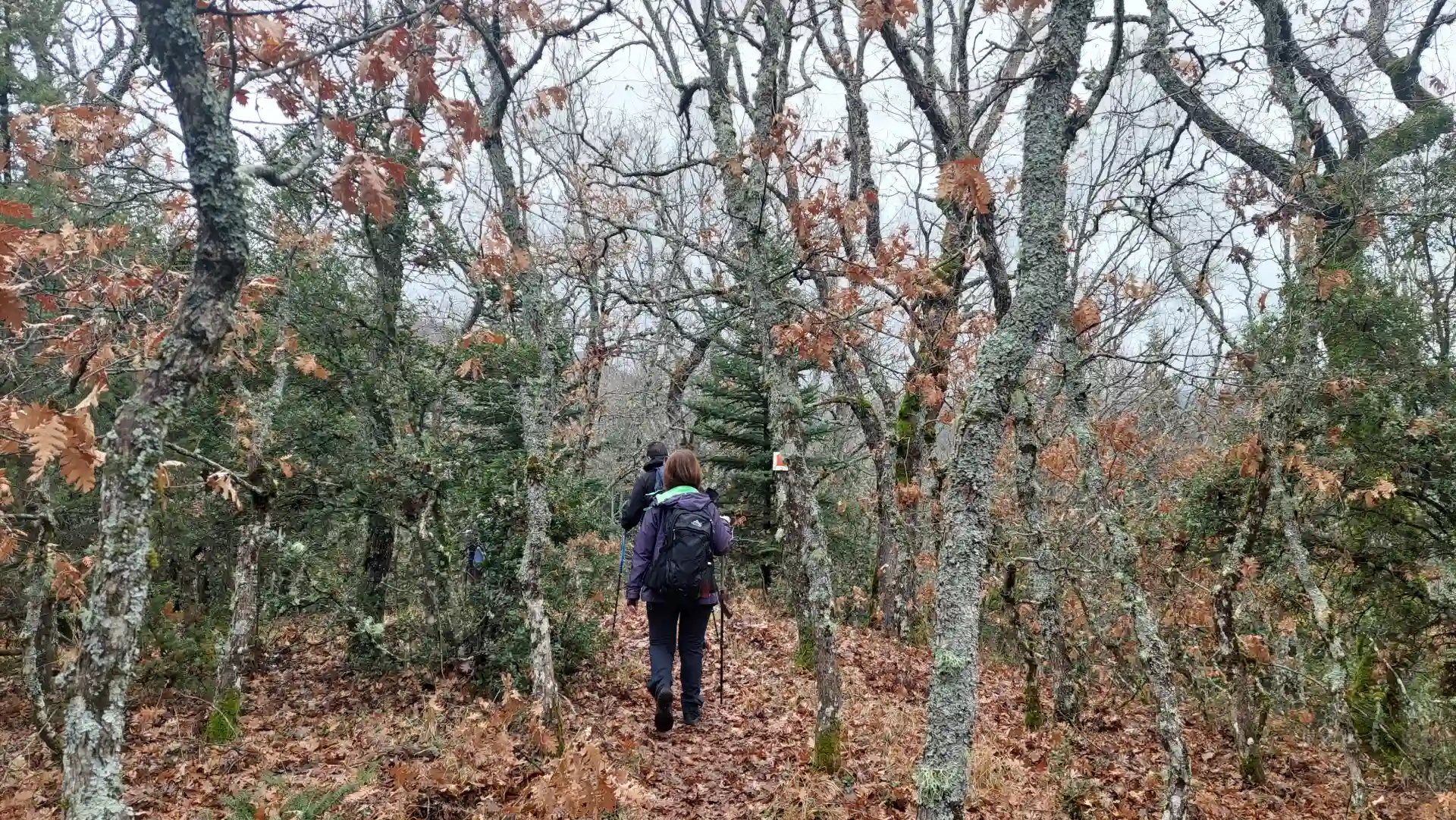 Φωτογραφία εξωφύλλου από πεζοπορική εκδρομή στο Δρυοδάσος Ρουπάκι με το BackpackOnGreece