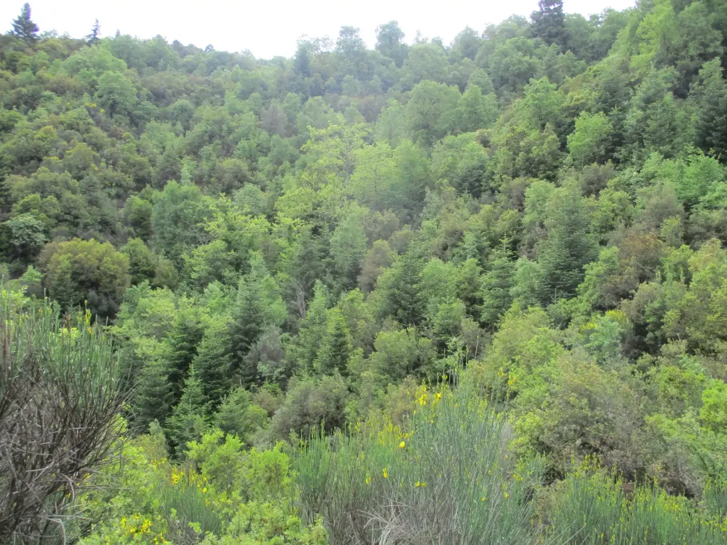 backpackongreece-image-magouliana-nymfasia-2026-01