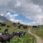 Αλπική συνάντηση: οι αγελάδες μοιράζονται μαζί μας το μονοπάτι. Αγελάδες πάνω στο ορεινό μονοπάτι στις ιταλικές Άλπεις