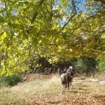 Πεζοπορία κάτω από πλατάνια προς τους Καταρράκτες Ορλιά