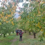 Στο δάσος με τις καστανιές, η φύση φοράει τα φθινοπωρινά της. Πεζοπορία μέσα στο δάσος με καστανιές και φθινοπωρινά φύλλα στα Λουτρά Πόζαρ