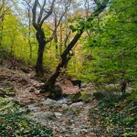 Το νερό κυλά και το μονοπάτι σε οδηγεί πιο βαθιά στη φύση. Μονοπάτι με πλατάνια δίπλα στο ρέμα Ράμνο Μπορ στα Λουτρά Πόζαρ