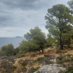 Πεζοπορία ανάμεσα στα πεύκα με θέα τα γαλάζια νερά του Σαρωνικού. Παραθαλάσσιο μονοπάτι με πεύκα δίπλα στη θάλασσα