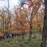Μεγάλη ομάδα πεζοπόρων εξερευνά ένα χρυσοκόκκινο μονοπάτι γεμάτο φύλλα και φθινοπωρινές λεπτομέρειες.