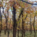 Πυκνές βελανιδιές και ψηλή βλάστηση στο Δρυοδάσος Μογγοστού, σε καθαρό φθινοπωρινό σκηνικό.