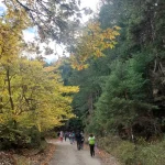 Η ομάδα περπατά σε φαρδύ δασικό μονοπάτι με φθινοπωρινά χρώματα και ήλιο ανάμεσα στα έλατα. Ελατόδασος Ζαρούχλας πεζοπορία φθινοπωρινό μονοπάτι