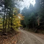 Φθινοπωρινό μονοπάτι μέσα στο ελατόδασος, με την ομάδα να απολαμβάνει τη διαδρομή. Πεζοπορία στο Ελατόδασος Ζαρούχλας με την ομάδα του BackpackOnGreece