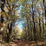 Φωτεινό μονοπάτι ανάμεσα σε ψηλές βελανιδιές. Ομάδα προχωρά στο φωτεινό μονοπάτι του Δρυοδάσους Φολόης