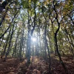 Η Φολόη σε όλο της το φθινοπωρινό μεγαλείο. Φολόη