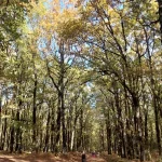 Ήρεμη πεζοπορία μέσα στο φθινοπωρινό τοπίο. Πεζοπορία μέσα στο απλωμένο Δρυοδάσος Φολόης