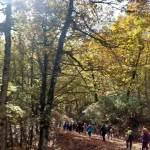 Μια χαρακτηριστική φθινοπωρινή εικόνα από το δρυοδάσος. Φολόη