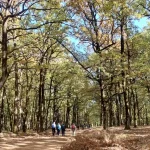 Πεζοπόροι κάτω από τις μεγάλες βελανιδιές της Φολόης