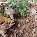 Ένα από τα μικρά θαύματα που συναντήσαμε στη Φολόη. Amanita pantherina στο δρυοδάσος της Φολόης