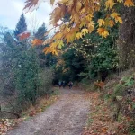 Η ομάδα περπατά σε φαρδύ δασικό μονοπάτι με όμορφη χειμερινή βλάστηση.