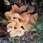 Ένα εντυπωσιακό μανιτάρι ζελατινώδους μορφής, κρυμμένο στο υγρό δάσος του Μαινάλου. Κυνήγι μανιταριών στο Μαίναλο με εύρημα μανιταριού της οικογένειας Tremellaceae στο δάσος