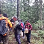 Οι πιστοποιημένοι συλλέκτες μας δείχνουν πώς αναγνωρίζουμε σωστά κάθε μανιτάρι. Πιστοποιημένος μανιταροσυλλέκτης εξετάζει μανιτάρι στο έδαφος του ελατοδάσους