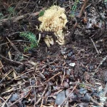 Κοραλλιοειδές μανιτάρι ξεπροβάλλει μέσα στο στρώμα φύλλων και βελονών του Μαινάλου. Κυνήγι μανιταριών στο Μαίναλο με εύρημα κοραλλιοειδούς μανιταριού της οικογένειας Gomphaceae
