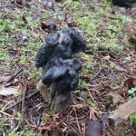 Ένα ιδιαίτερο σκουρόχρωμο μανιτάρι με χαρακτηριστικό καπέλο και στέλεχος, κρυμμένο στο υγρό έδαφος του δάσους. Μανιτάρι σκουρόχρωμης μορφής της οικογένειας Helvellaceae που εντοπίσαμε κατά το κυνήγι μανιταριών στο Μαίναλο