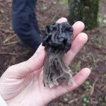 Η χαρακτηριστική μορφή του μανιταριού γίνεται ακόμη πιο ευδιάκριτη όταν το παρατηρείς από κοντά. Μανιτάρι της οικογένειας Helvellaceae που εξετάστηκε από κοντά στο κυνήγι μανιταριών στο Μαίναλο