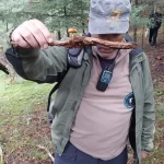 Ακόμη και τα πιο μικρά μανιτάρια έχουν τη δική τους ιστορία μέσα στο δάσος. Πιστοποιημένος συλλέκτης κρατά μικρό μανιτάρι που αναπτύχθηκε πάνω σε κομμάτι ξύλου