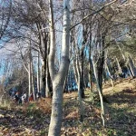 Η φύση σε ήρεμους χειμωνιάτικους τόνους. Χειμωνιάτικο μονοπάτι με γυμνά δέντρα στη διαδρομή