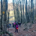 Μονοπάτι στρωμένο με φύλλα οξιάς. Η ομάδα κατηφορίζει μονοπάτι στρωμένο με πεσμένα φύλλα οξιάς