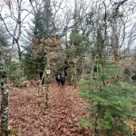 Ένα από τα πιο όμορφα σημεία της διαδρομής, με το μονοπάτι να μοιάζει στρωμένο επίτηδες. Η ομάδα του BackpackOnGreece σε όμορφο μονοπάτι στρωμένο με φύλλα στο Δρυοδάσος Ρουπάκι