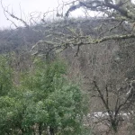 Ο χειμώνας χωρίς φίλτρα. Χειμερινό δάσος στη Λουτροπηγή με γυμνά δέντρα και ήρεμο φυσικό φως