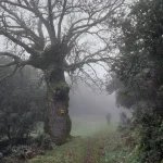 Το μονοπάτι χάνεται, η εμπειρία μένει. Μονοπάτι χαμένο μέσα στην πυκνή ομίχλη, που διασχίζει το χειμερινό δάσος και δημιουργεί αίσθηση μυστηρίου και ηρεμίας