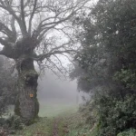 Ακόμα κι όταν η ορατότητα χάνεται, ο δρόμος είναι εκεί. Χειμερινό μονοπάτι μέσα στην ομίχλη, με μεγάλο δέντρο και χαρακτηριστική πεζοπορική σήμανση