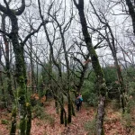 Χειμώνας, όπως τον αγαπάμε. Χειμερινό μονοπάτι με γυμνά δέντρα και την ομάδα να περπατά μέσα στην ομίχλη