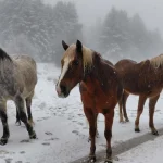 Ήσυχες ματιές μέσα στο χιόνι. Άλογα στέκονται ήρεμα και παρατηρούν την ομάδα σε χιονισμένο χειμερινό πεδίο