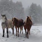Ένα όμορφο κλείσιμο της ημέρας. Άλλη μια εικόνα με άλογα σε χιονισμένο πεδίο, μέσα σε ήρεμο χειμερινό σκηνικό