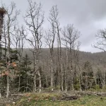 Συννεφιασμένος καιρός που δίνει χειμωνιάτικο χαρακτήρα στο τοπίο. Συννεφιασμένος χειμωνιάτικος ουρανός πάνω από το δάσος του Πάρνωνα