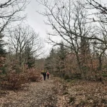 Η ομάδα συνεχίζει την πορεία της πάνω σε χαλί από πεσμένα φύλλα. Πεζοπορία Καρυές Λακωνίας σε μονοπάτι γεμάτο πεσμένα φύλλα