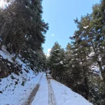 Ο δρόμος συνεχίζεται μέσα στο δάσος, με το χιόνι να οδηγεί την πορεία. Χιονισμένος δασικός δρόμος στο Μαίναλο ανάμεσα σε ψηλά έλατα