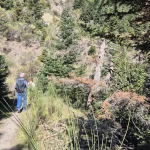 Περπατώντας σε ήσυχο μονοπάτι, ανάμεσα σε έλατα και ανοιξιάτικη βλάστηση. πεζοπορία Μαγούλιανα Νυμφασία σε μονοπάτι μέσα σε ελατοδάσος στο Μαίναλο