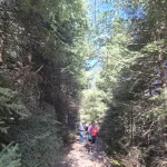 Μέσα σε πυκνό δάσος, το μονοπάτι ανοίγει τον δρόμο του ανάμεσα στα έλατα. πεζοπόροι σε μονοπάτι μέσα σε πυκνό ελατοδάσος στο Μαίναλο